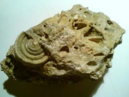 Vapnenac s fosilima