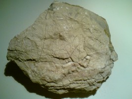Vapnenac s fosilima